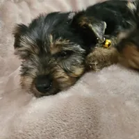 AKC Flint, a male Yorkshire Terrier for sale in Hartly, DE – 3 of 4