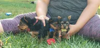 Gizmo AKC teacup, a male Yorkshire Terrier for sale in Hartly, DE – Photo 3 of 6