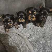 Gizmo AKC teacup, a male Yorkshire Terrier for sale in Hartly, DE – Photo 4 of 6