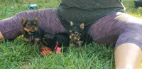 Gizmo AKC teacup, a male Yorkshire Terrier for sale in Hartly, DE – Photo 2 of 6