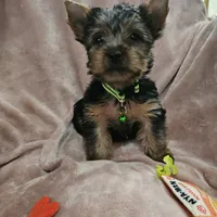 AKC Blaze, a male Yorkshire Terrier for sale in Hartly, DE – 8 of 8
