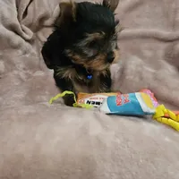 AKC Spark, a male Yorkshire Terrier for sale in Hartly, DE – 7 of 8