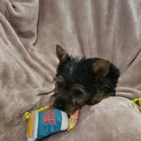 AKC Blaze, a male Yorkshire Terrier for sale in Hartly, DE – 5 of 8