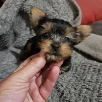 AKC Spark, a male Yorkshire Terrier for sale in Marydel, MD – 2 of 5