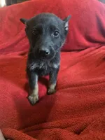 Twinkle, a female German Shepherd Dog for sale in Hartly, DE – 2 of 2