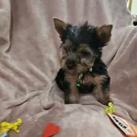 AKC Blaze, a male Yorkshire Terrier for sale in Hartly, DE – 4 of 8