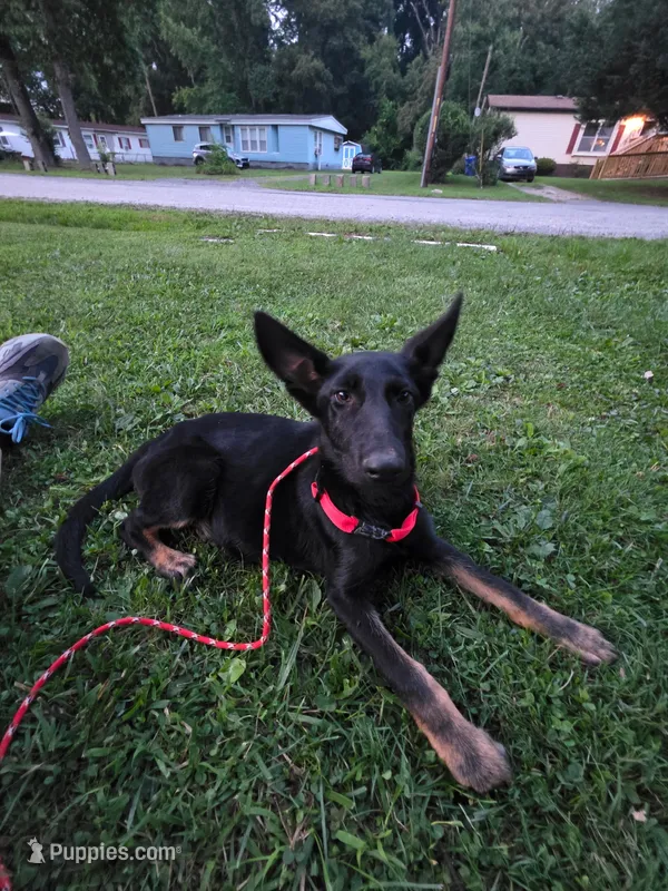 Dobby – German Shepherd Dog puppy for sale in Marydel, MD