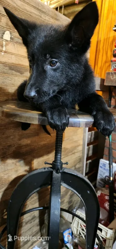 Beast – German Shepherd Dog puppy for sale in Hartly, DE