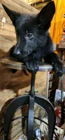 Beast, a male German Shepherd Dog for sale in Hartly, DE – 1 of 1