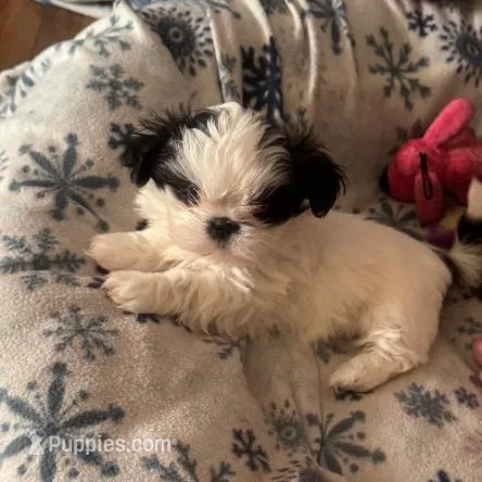Girl 1, a female Shih Tzu for sale in Atlanta, IL – Photo 2 of 3