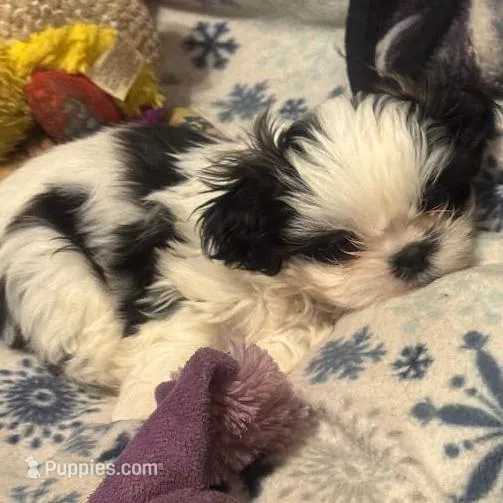 Girl 1, a female Shih Tzu for sale in Atlanta, IL – Photo 3 of 3