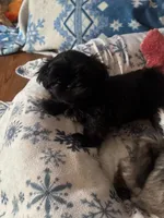 Girl 2, a female Shih Tzu for sale in Atlanta, IL – Photo 2 of 2