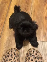 Girl 2, a female Shih Tzu for sale in Atlanta, IL – Photo 1 of 2