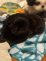 Girl 3, a female Shih Tzu for sale in Atlanta, IL – Photo 2 of 2