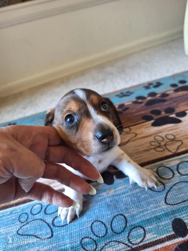 Prince William  – Miniature Dachshund puppy for sale in Pueblo West, CO