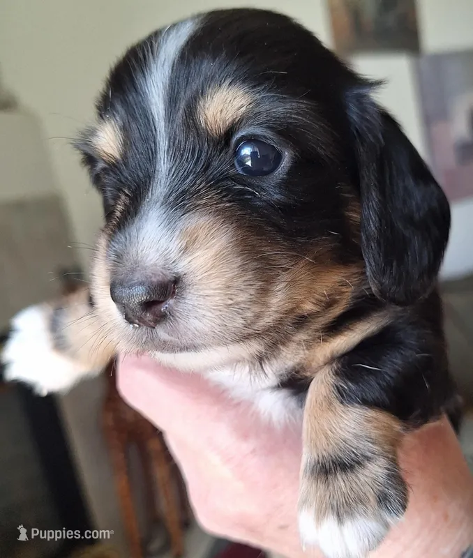 King Charles  – Miniature Dachshund puppy for sale in Pueblo West, CO