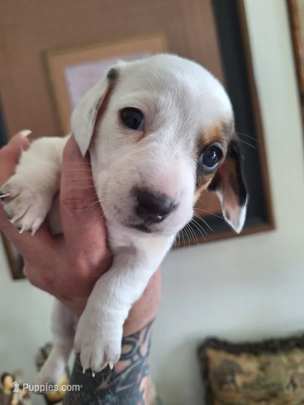 Princess D'Eye  – Miniature Dachshund puppy for sale in Pueblo West, CO