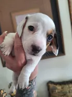Princess D'Eye , a female Miniature Dachshund for sale in Pueblo West, CO – 1 of 1