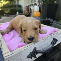 Molly, a female Goldendoodle for sale in Franklinton, LA – Photo 3 of 5