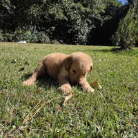 Molly, a female Goldendoodle for sale in Franklinton, LA – Photo 4 of 5