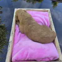 Molly, a female Goldendoodle for sale in Franklinton, LA – Photo 5 of 5