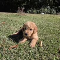 Molly, a female Goldendoodle for sale in Franklinton, LA – Photo 1 of 5