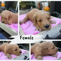 Molly, a female Goldendoodle for sale in Franklinton, LA – Photo 2 of 5