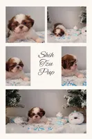 Max, a male Shih Tzu for sale in Franklinton, LA – Photo 2 of 5