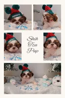 Max, a male Shih Tzu for sale in Franklinton, LA – Photo 1 of 5