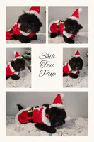 Destiny, a female Shih Tzu for sale in Franklinton, LA – Photo 2 of 10