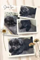 Destiny, a female Shih Tzu for sale in Franklinton, LA – Photo 3 of 10