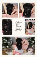 Destiny, a female Shih Tzu for sale in Franklinton, LA – Photo 1 of 10