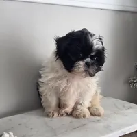 Destiny, a female Shih Tzu for sale in Franklinton, LA – Photo 2 of 6