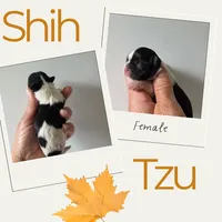 Destiny, a female Shih Tzu for sale in Franklinton, LA – Photo 5 of 6