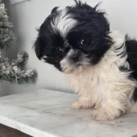 Destiny, a female Shih Tzu for sale in Franklinton, LA – Photo 1 of 6