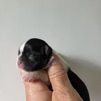 Destiny, a female Shih Tzu for sale in Franklinton, LA – Photo 4 of 6