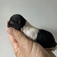 Destiny, a female Shih Tzu for sale in Franklinton, LA – Photo 6 of 6