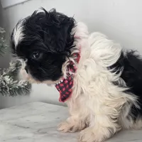 Destiny, a female Shih Tzu for sale in Franklinton, LA – Photo 3 of 6