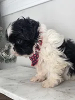 Destiny, a female Shih Tzu for sale in Franklinton, LA – Photo 3 of 6