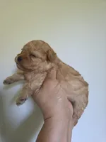Joey, a male Poodle - Toy  for sale in Franklinton, LA – 4 of 4