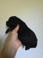 Lucy, a female Poodle - Toy  for sale in Franklinton, LA – 3 of 4