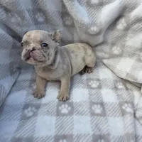 Queen, a female French Bulldog for sale in Franklinton, LA – Photo 5 of 7