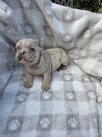 Queen, a female French Bulldog for sale in Franklinton, LA – Photo 5 of 7