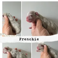 Queen, a female French Bulldog for sale in Franklinton, LA – Photo 7 of 7