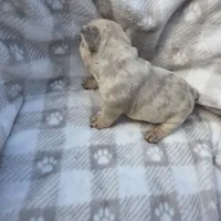 Queen, a female French Bulldog for sale in Franklinton, LA – Photo 4 of 7