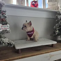 Queen, a female French Bulldog for sale in Franklinton, LA – Photo 2 of 7
