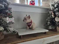 Queen, a female French Bulldog for sale in Franklinton, LA – Photo 2 of 7