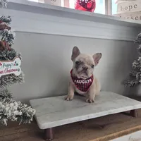 Queen, a female French Bulldog for sale in Franklinton, LA – Photo 1 of 7