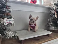 Queen, a female French Bulldog for sale in Franklinton, LA – Photo 1 of 7