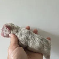 Queen, a female French Bulldog for sale in Franklinton, LA – Photo 6 of 7